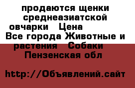продаются щенки среднеазиатской овчарки › Цена ­ 30 000 - Все города Животные и растения » Собаки   . Пензенская обл.